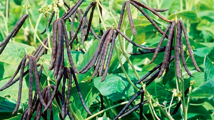 Poroto Mung en el noreste de Córdoba