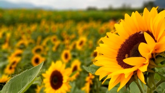 El girasol, ante una nueva amenaza en el inicio de campaña