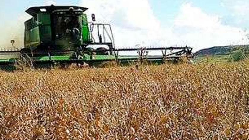 La cosecha de garbanzo caerá 68 por ciento y será la peor en una década
