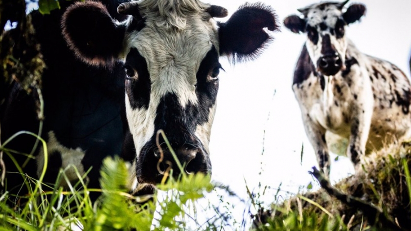Prácticas que de ser permanentes evitarían infectar a su hato de neosporosis bovina