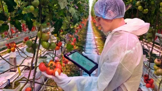 <Syngenta revoluciona la investigación en tomates incorporando inteligencia artificial