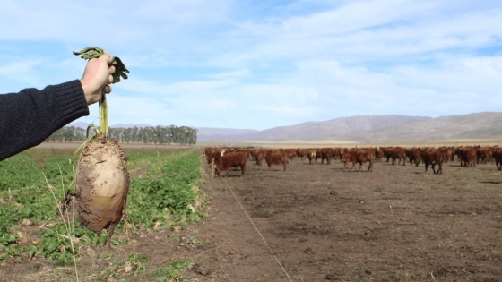 En la Estancia Lolén, no es malo ser un “careta”: los bovinos que comen remolacha y ganan 1 kilo por día