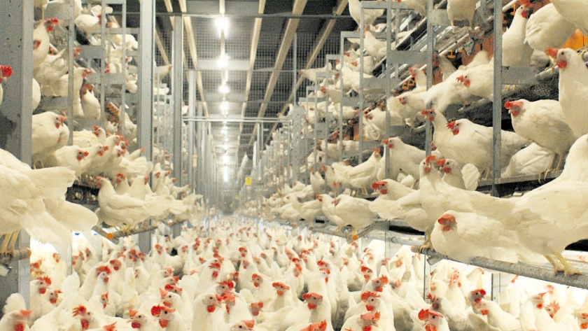 La salud intestinal de las aves puede mejorar con menos horas de luz