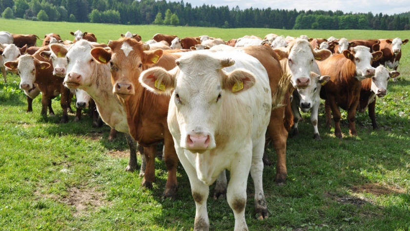 Brucelosis bovina: por qué cumplir con la determinación obligatoria de estatus