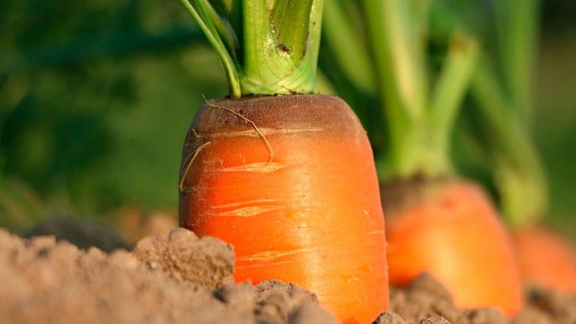 Impulsan el desarrollo de la cadena hortícola en Chaco