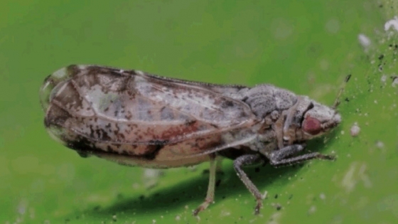 Alerta en San Pedro y Baradero: detectan la chicharrita que transmite el HLB en cítricos