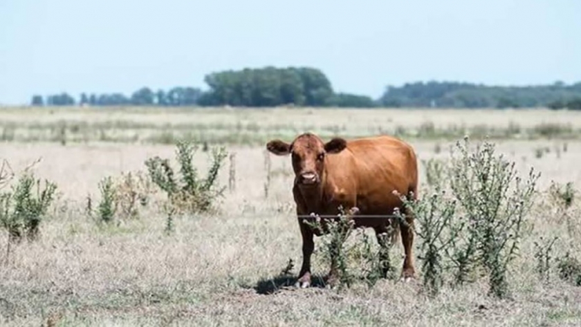 Cómo mejorar la condición corporal del rodeo en épocas de sequía