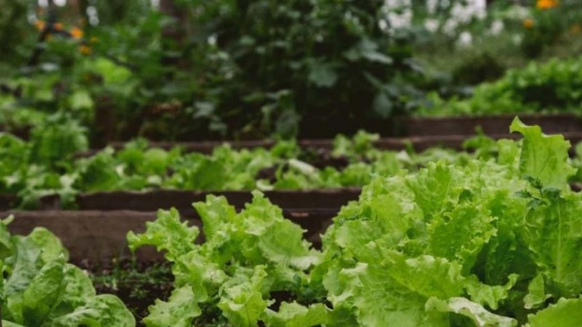 Gobierno realizará la primera capacitación en producción hortícola en Tolhuin