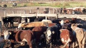 Ganadería del Mercosur: excepcional performance exportadora en 2019