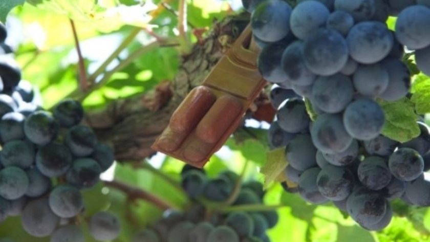Polilla de la vid: segunda etapa de entrega de insecticidas para combatir la plaga