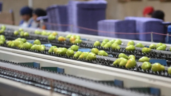 Producción en General Roca: polo industrial y apoyo PyME