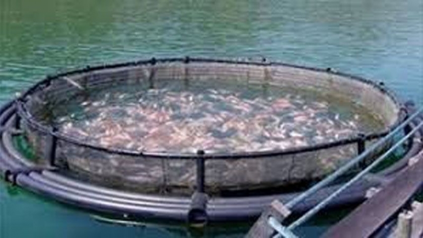 Nuevo proyecto en contra de la cría de salmónidos