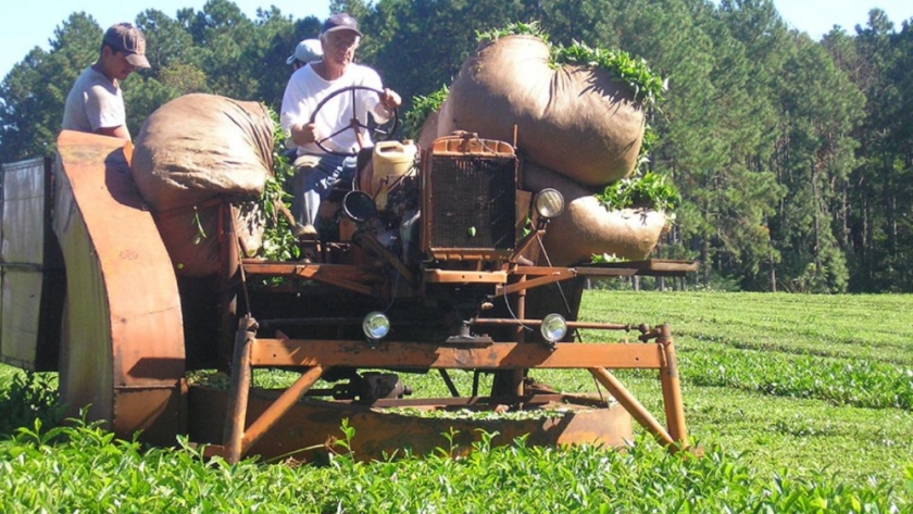 Finalizó la zafra tealera en Misiones