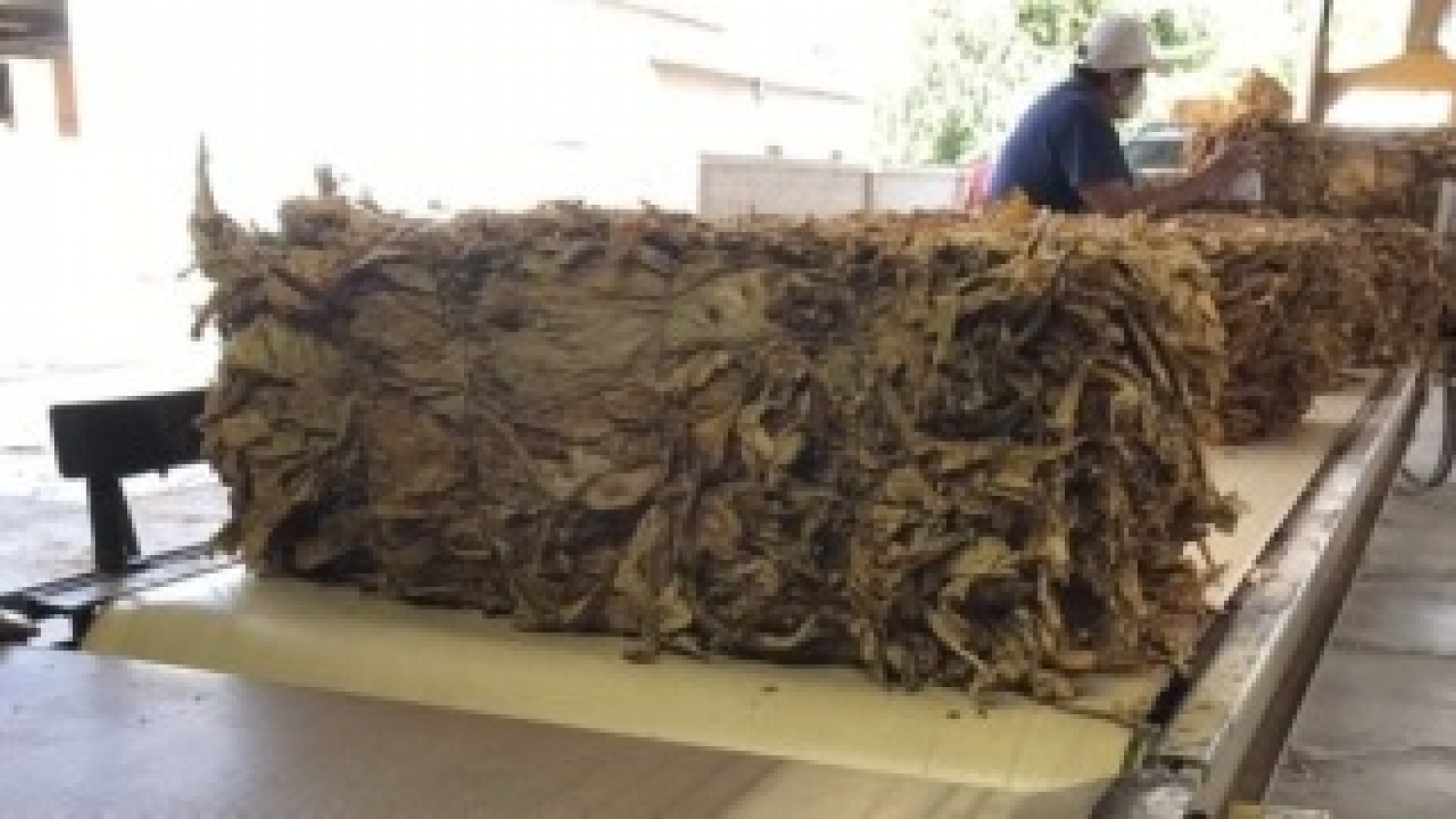 Tabaco: cinco provincias preparan reclamos por el reparto del FET