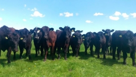 Uruguay: Los mejores Aberdeen Angus de américa del sur son uruguayos