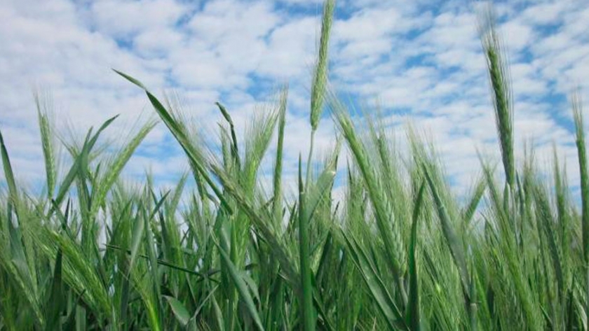 Triticale, el cereal de invierno más eficiente con el agua