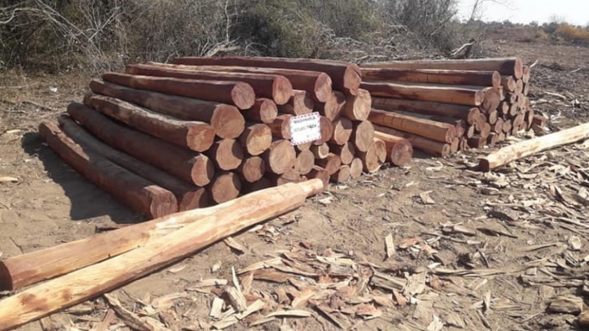 Operativo de la Dirección de Bosques y Fauna logra paralizar desmonte ilegal