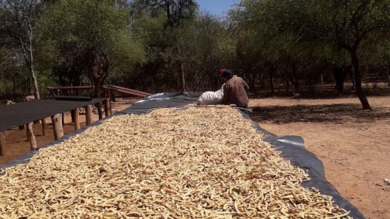 El Potrillo: Más de 700 familias dedicadas a la cosecha de chauchas de algarroba