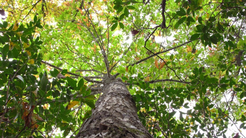 45% de las especies de árboles endémicos de Venezuela están en peligro de extinción