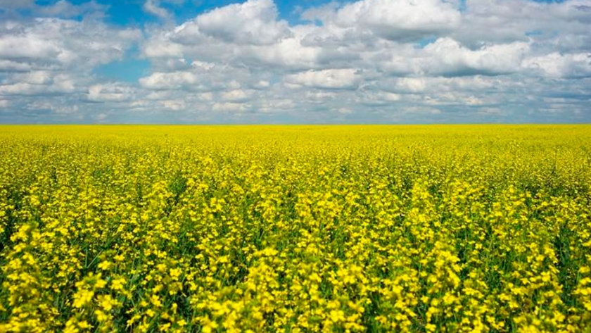 Canadá: Avanzan para ser los mayores productores agrícolas del mundo