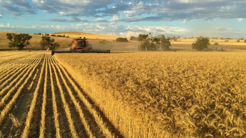 Agricultores australianos cosechan los beneficios de una revolución agrícola a pesar del clima seco