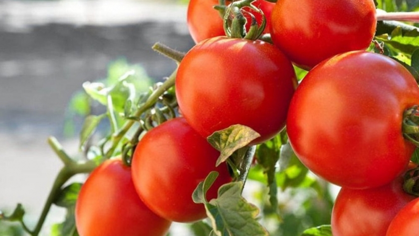 III Informe de Mercado: Tomate triturado-Paraguay