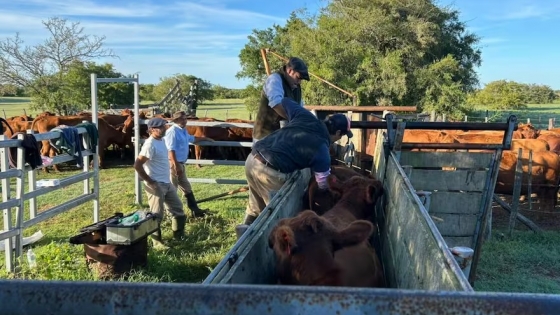 Senasa implementa nuevo certificado para productos biológicos veterinarios y mejora control sanitario