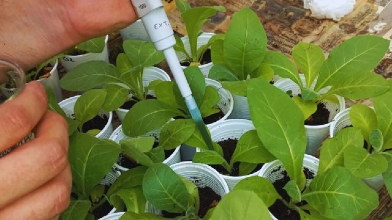 Bioinsumo agrícola del NOA logró inhibir hasta 74% de hongos