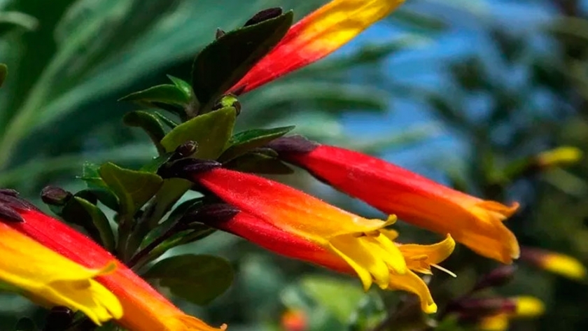 La debilidad de los colibríes 