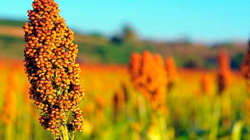 El sorgo en Entre Ríos debería tener 2.060 kilos por hectáreas para cubrir costos