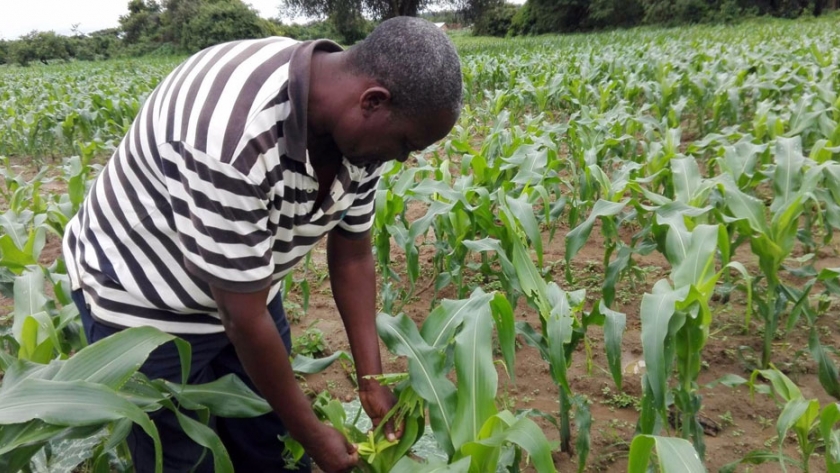 La elección y la oportunidad para los agricultores africanos transformarán África