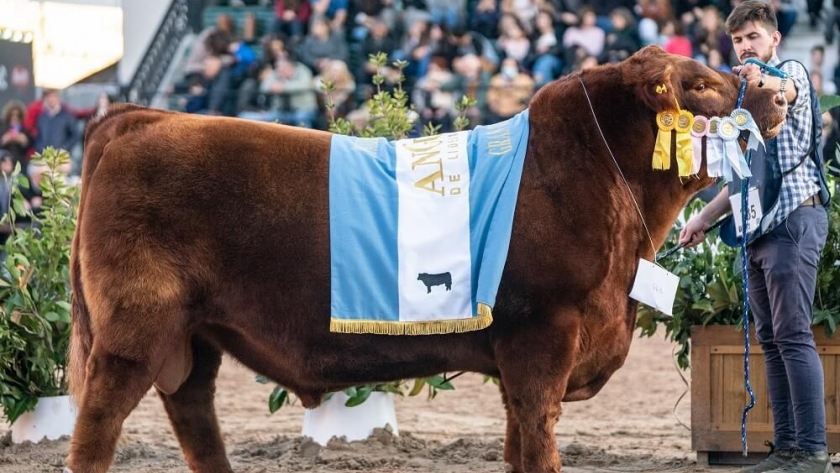 Otra copa mundial: un toro Angus argentino fue elegido el mejor del planeta