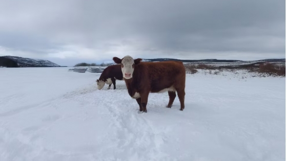 Cómo proteger al ganado en invierno: cuidados esenciales para el bienestar animal