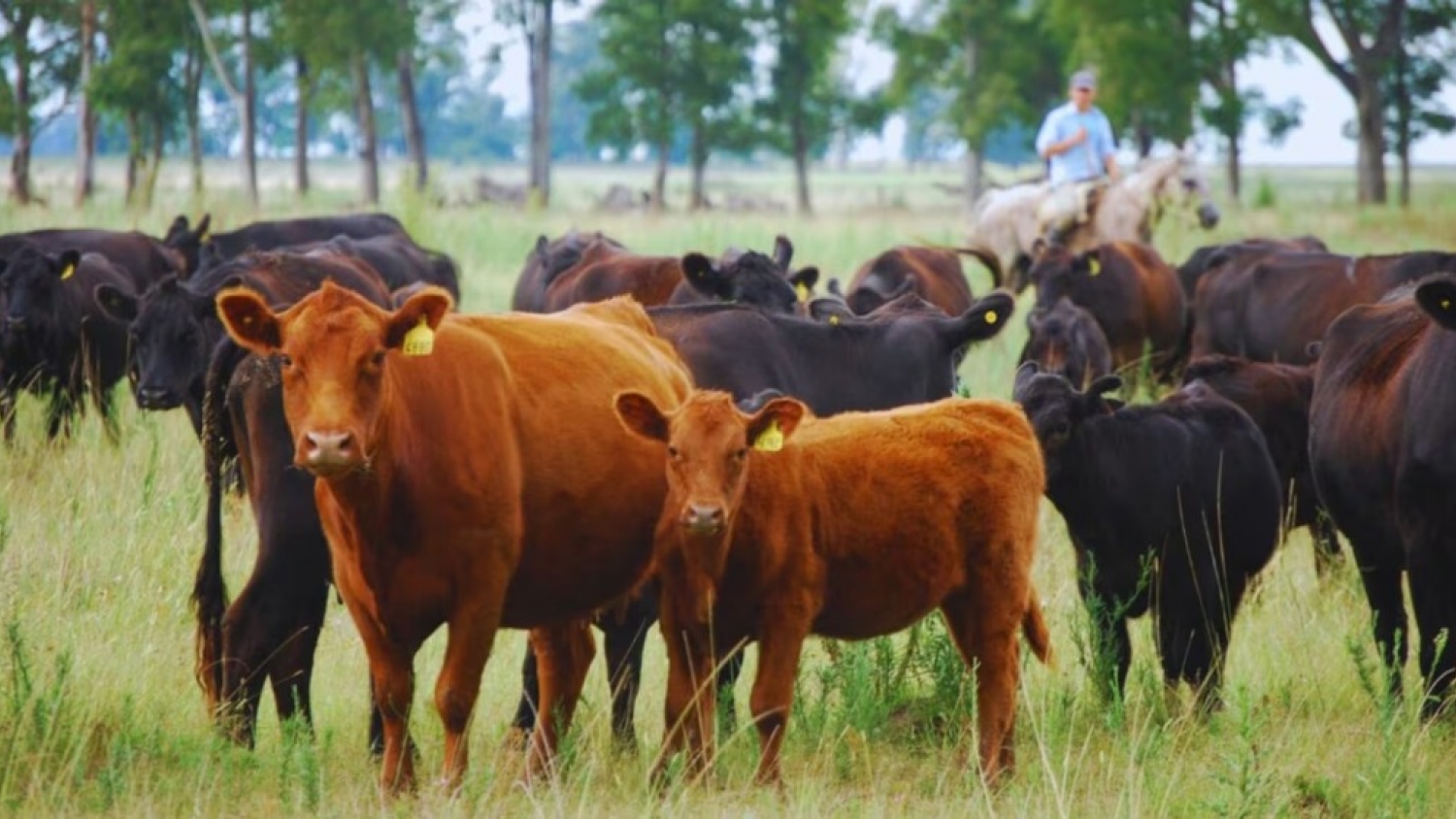 El manejo previo a la faena, una clave para preservar la calidad de la carne