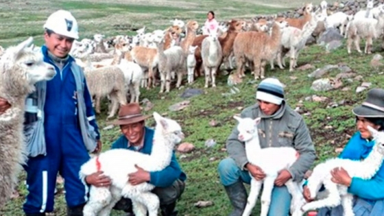 <Científicos peruanos desarrollan investigación para potenciar producción de alpaca