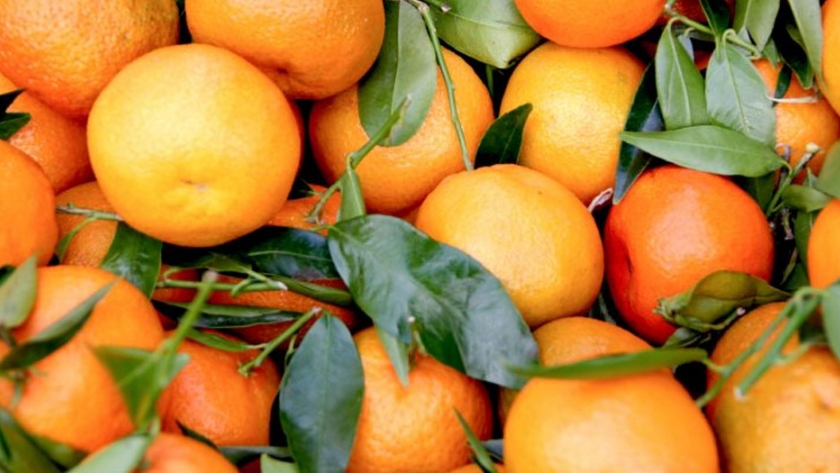 Exportaciones de clementinas crecen un 3% durante temporada 2020