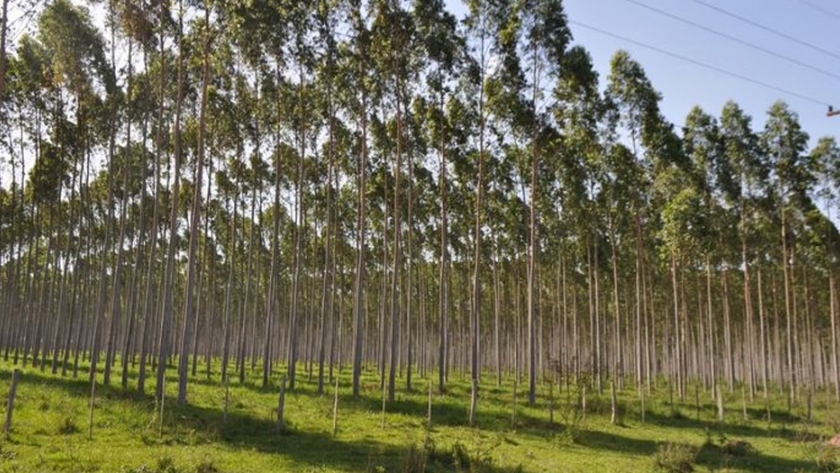 Empresa forestal trabaja con sustentabilidad para potenciar la industria nacional