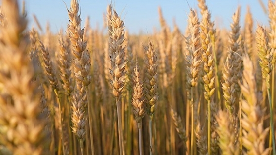 La producción de trigo fue superior a u$s 500M en la campaña 2023/24 en Entre Ríos