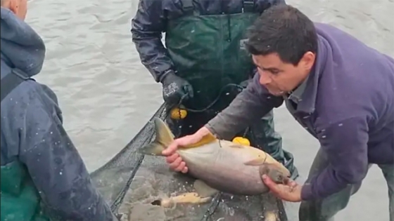 <Pacú: el pescado típico del Paraná con alto valor nutricional