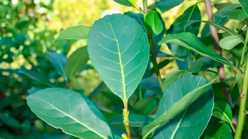 La mesa provincial permanente de la yerba mate trabaja con medidas para el sector