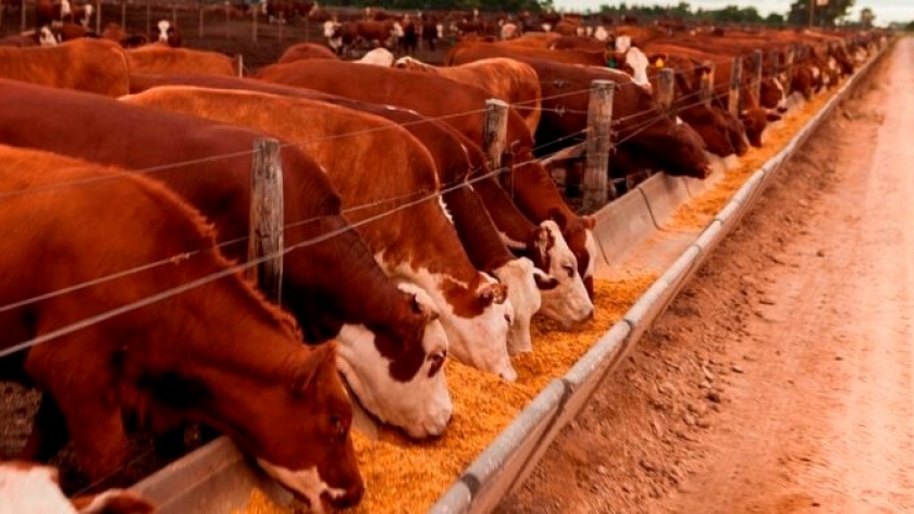 Grave situación del feedlot en Argentina y el NOA