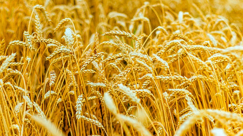 Nuevo análisis para ayudar a crear trigo amarillo resistente a la oxidación