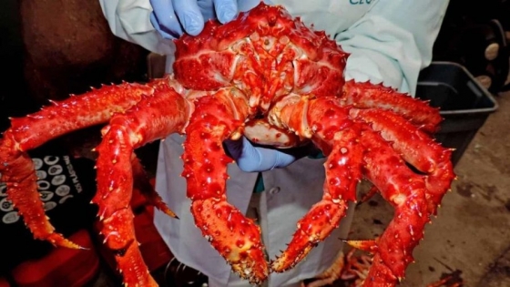El INIDEP avanza con una nueva evaluación científica de la centolla en el Área Sur