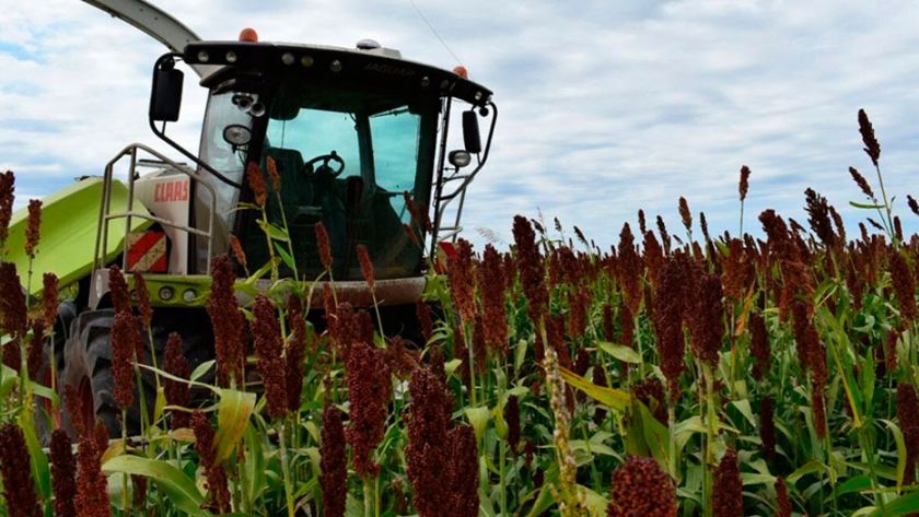 No descartan que Argentina se convierta en exportador de sorgo a China por el conflicto con EE.UU