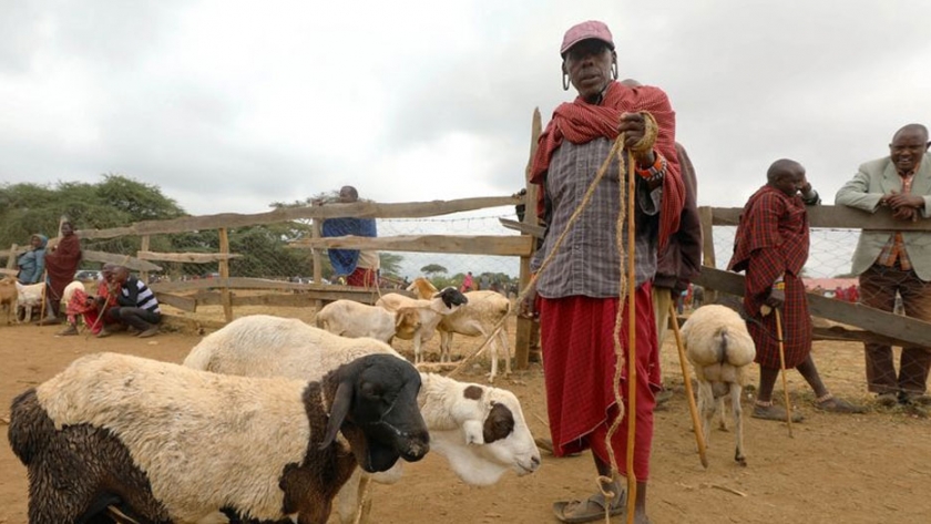 Tanzania planea crear laboratorios clínicos para ganado