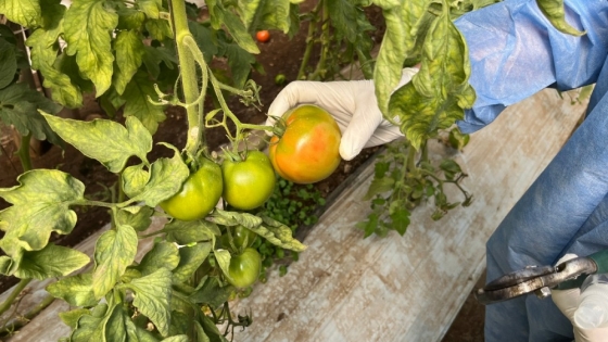 Continúa el trabajo interinstitucional para la prevención del Virus Rugoso del Tomate