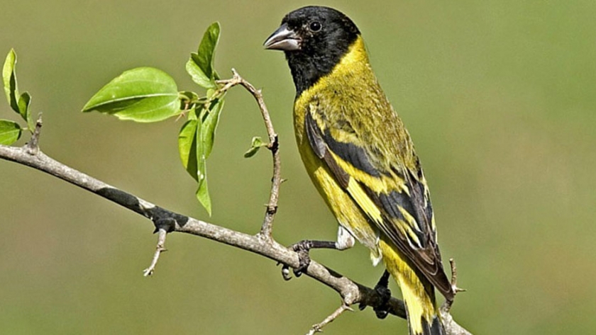 Operativo contra la tenencia y comercialización de fauna prohibida