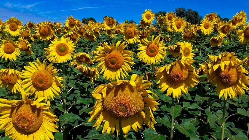 Girasol: mejoró 50% la rentabilidad del productor en el centro norte de  Santa Fe 