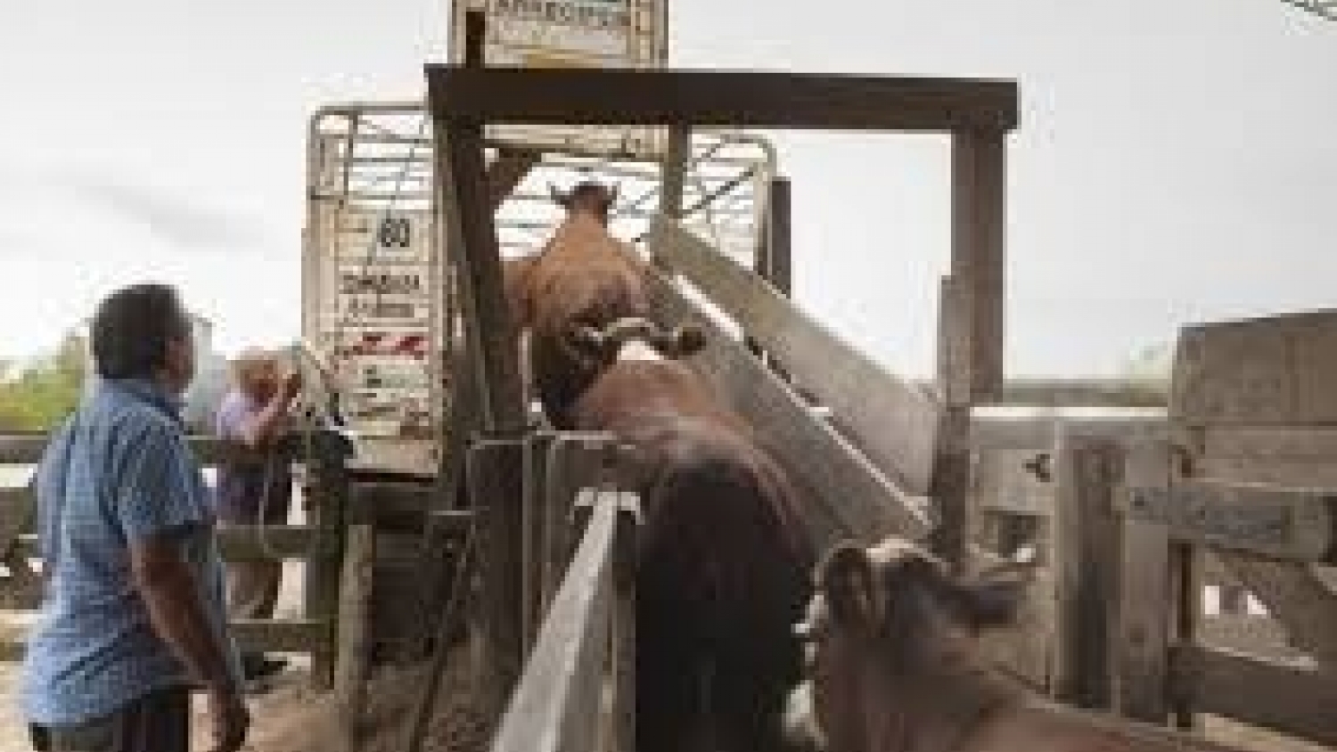 Un solo documento para trasladar animales: el SENASA simplificó los trámites en Santiago del Estero