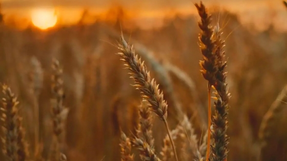 Nueva ley en la UE: más flexibilidad para técnicas genómicas